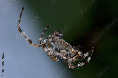Garden Orb Spider At Night Macro