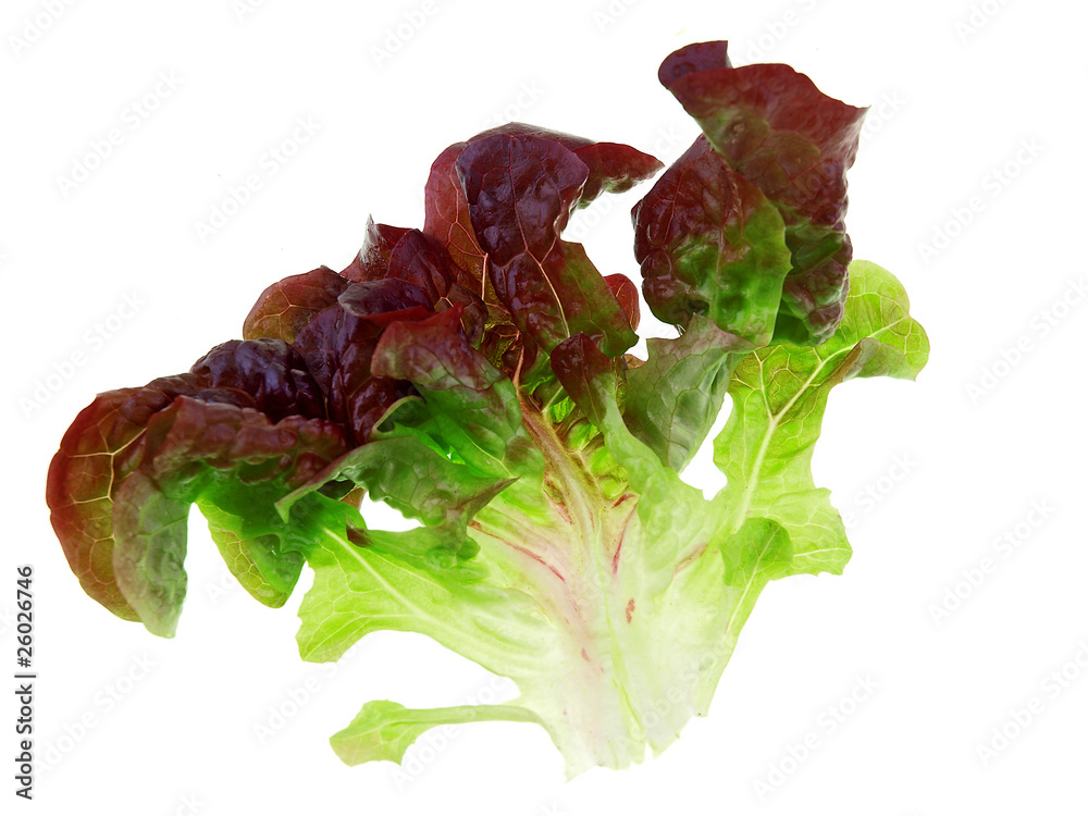oak leaf lettuce isolated on white background