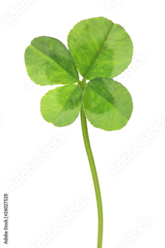 four-leaf clover