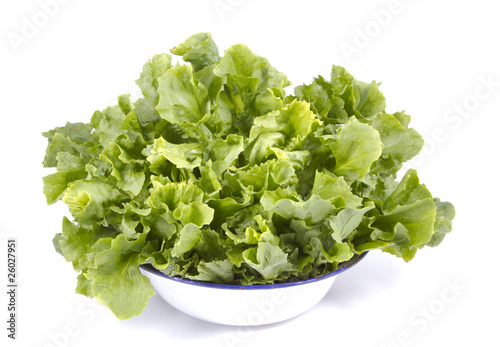 A head of endive in an enamel bowl.
