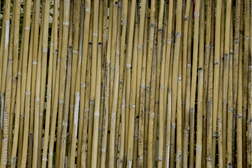 Fototapeta premium bamboo wall texture