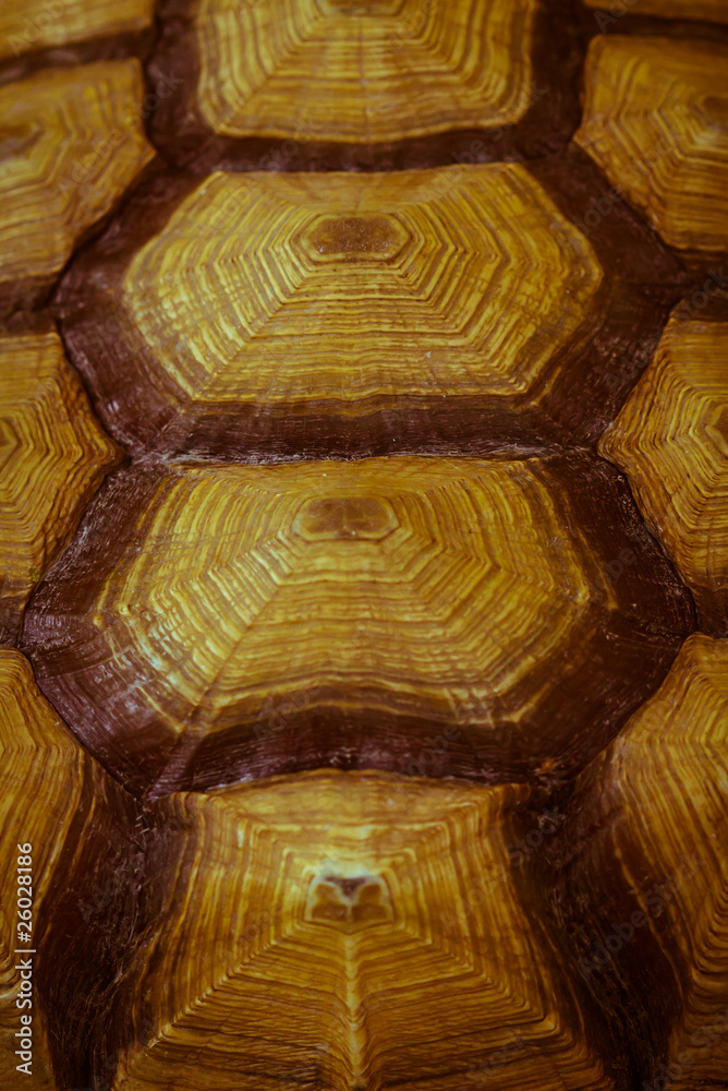 Carapace Carapace