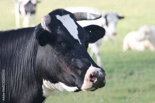 Kopfbild schwarze Kuh Headshot black cow