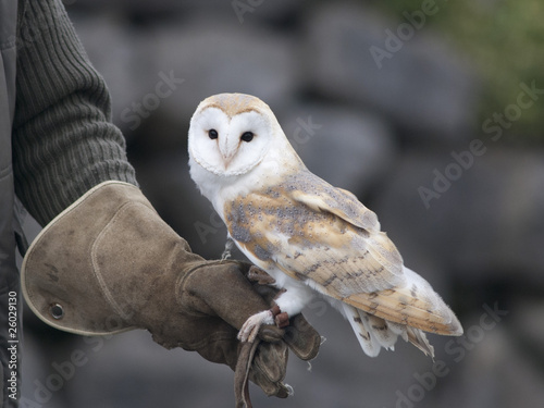 Barn Owl