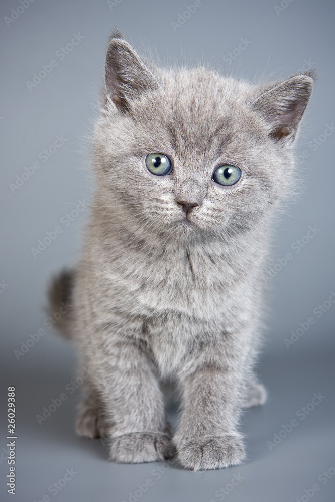 British kitten on grey backgrounds