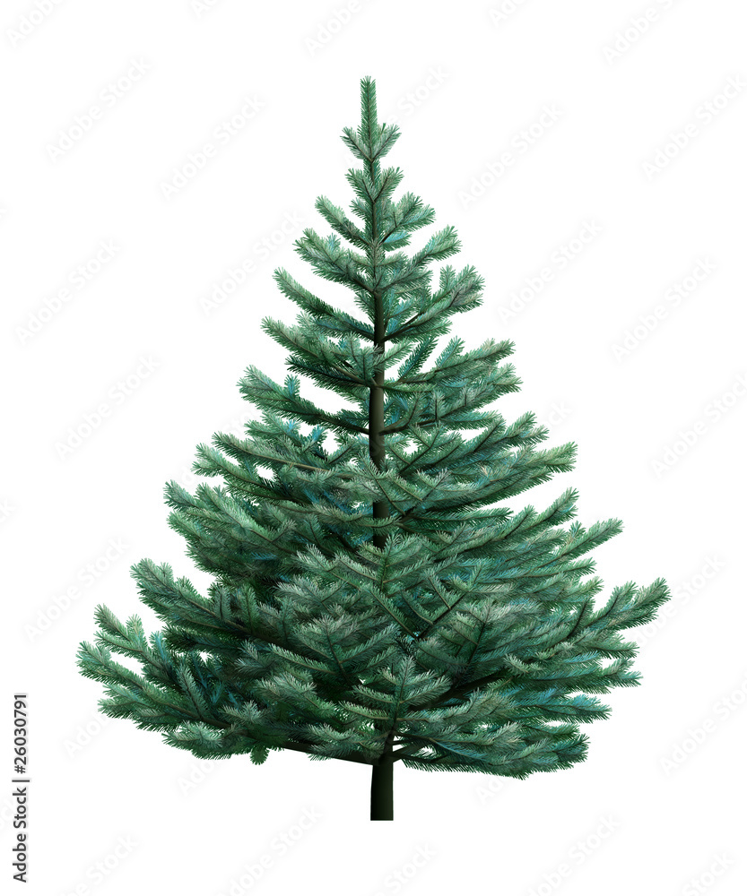 Fototapeta premium Fir-tree isolated on white