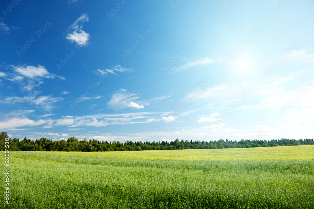 Fototapeta premium oat field and sunny sky