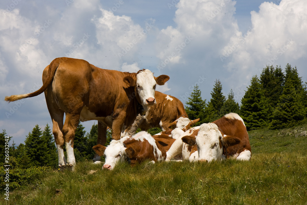 Mucche al pascolo sulle Dolomiti