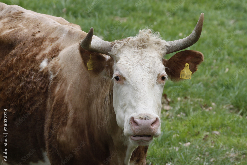 Rind auf einer Weide - Cattle on a pasture in Germany Rind auf einer Weide - Cattle on a pasture in Germany