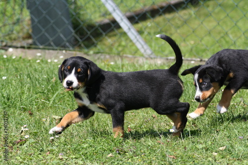 Entlebucher Sennenhund Welpe