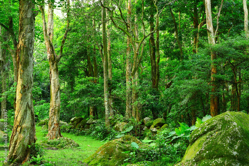 jungle jungle