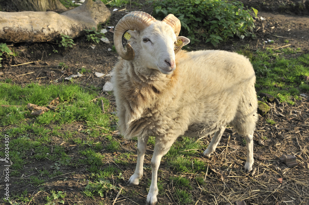 Obraz premium Widder 2