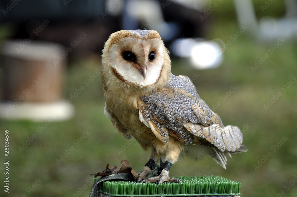 Fototapeta premium Schleiereule - Raubvogel