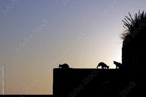 Canvas Print Cats silhouette in sunrise