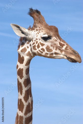 Giraffe head and Neck