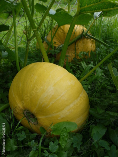 Kürbis im Gras