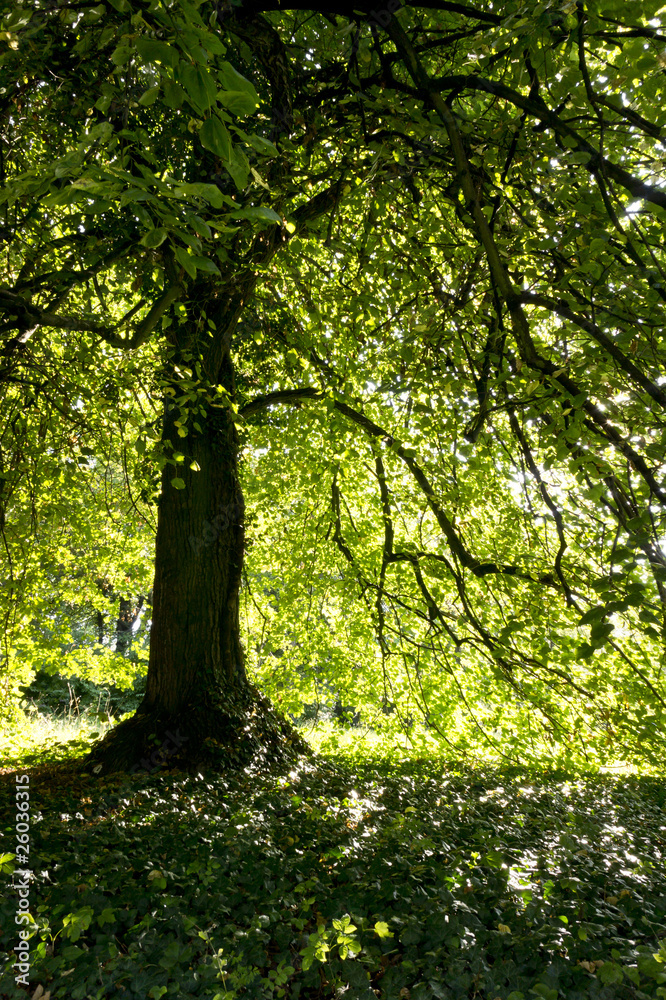 Baum
