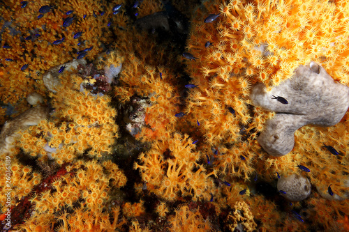 margherite di mare fioritura parazoantos acquario photo