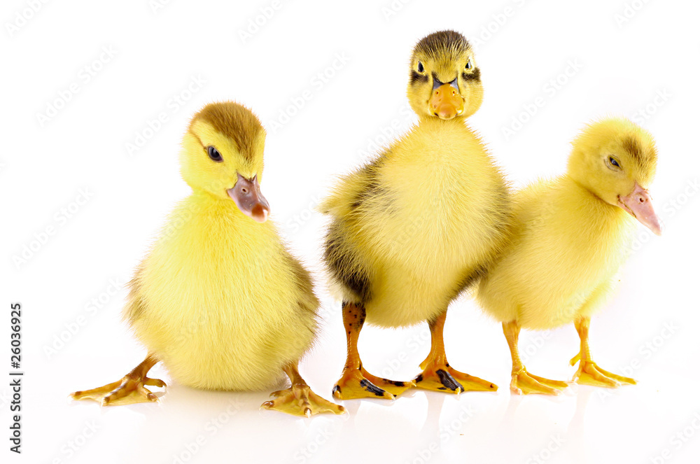 Three ducklings isolated on white