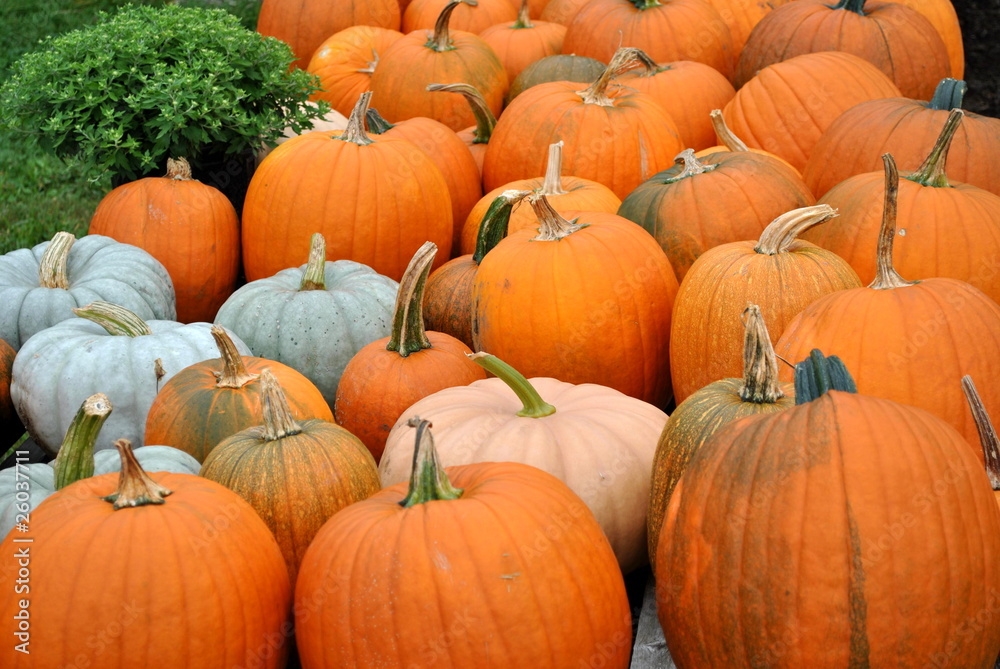 Pumpkin at the Market Pumpkin at the Market
