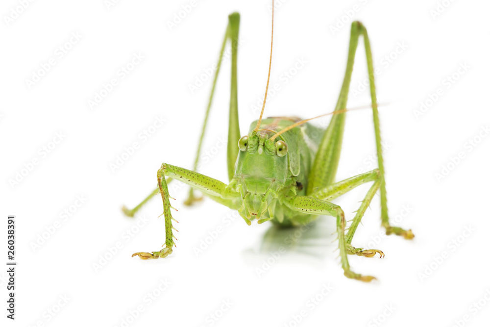 heupferd von vorne auf weissem hintergrund heupferd von vorne auf weissem hintergrund