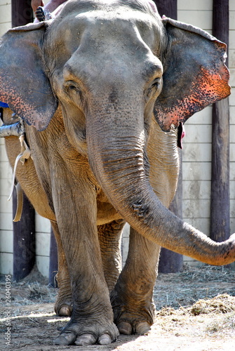 Canvas Print Elephant