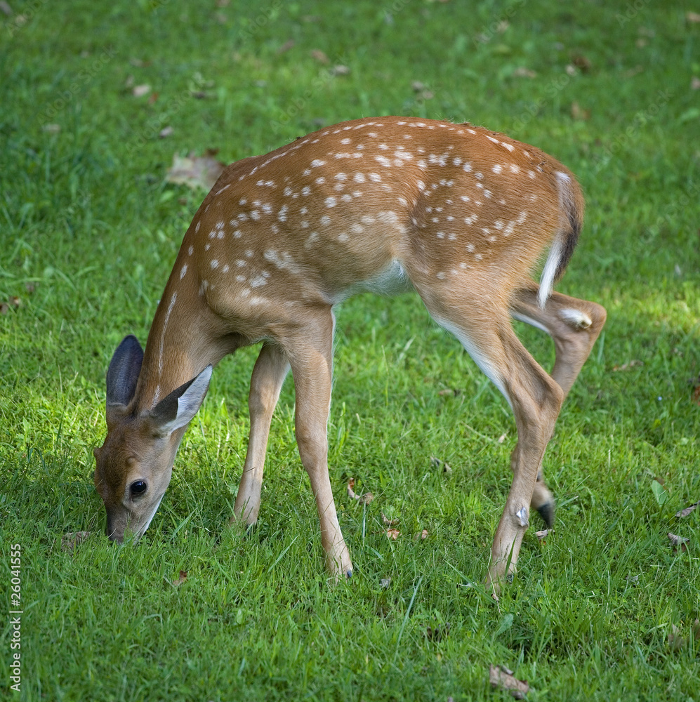 Grazing deer fawn Grazing deer fawn