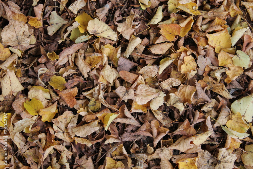 Herbstlaub 4 Herbstlaub 4