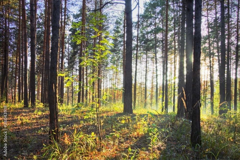 Fototapeta premium sunset