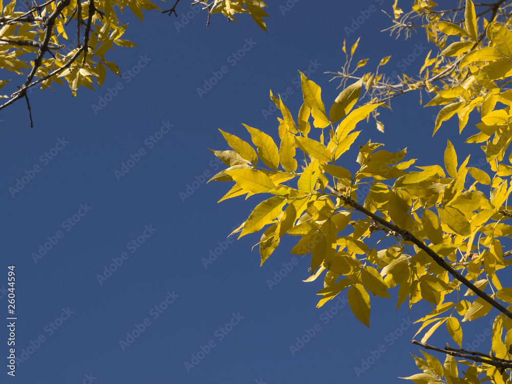 Fall Foliage - Yellow Fall Foliage - Yellow