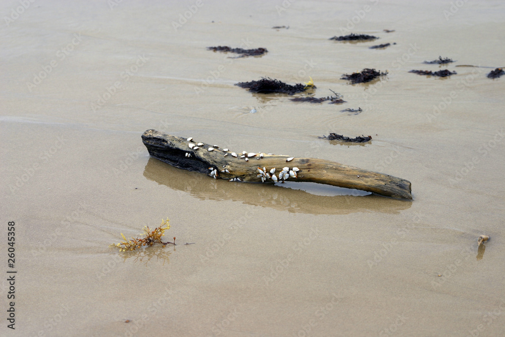 Barnacle covered driftwood washed up on beach