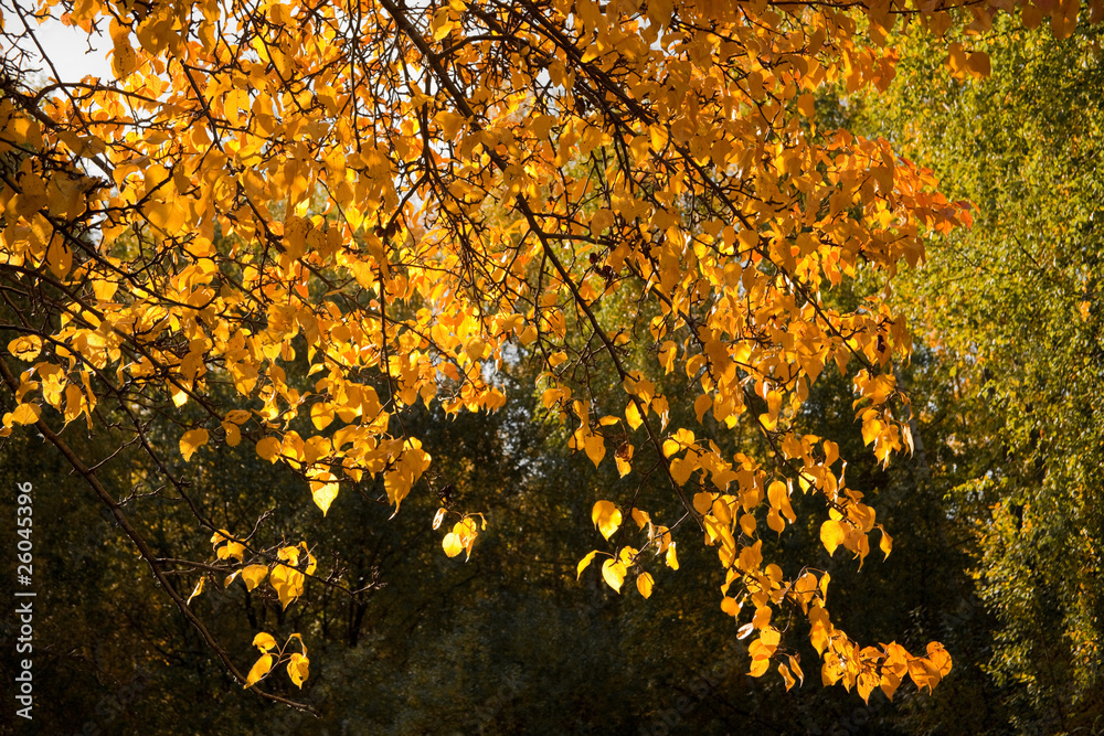 Bright yellow foliage illuminated by the sun Bright yellow foliage illuminated by the sun