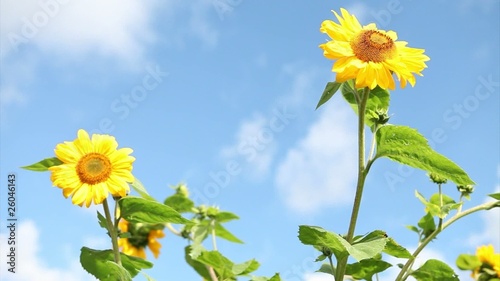 Close up of sunflower plant