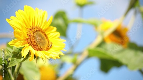 Bee on sunflower HD video