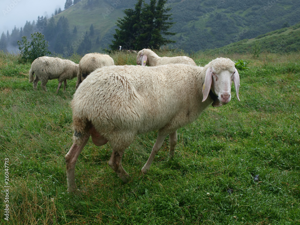 Fototapeta premium sheep in the Alpine meadow