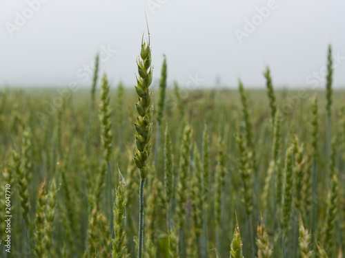 Close up of ripe wheat ears. Selective focus