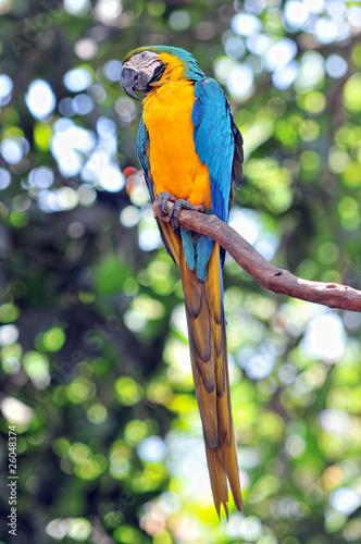 Blue and Yellow parrot Bird