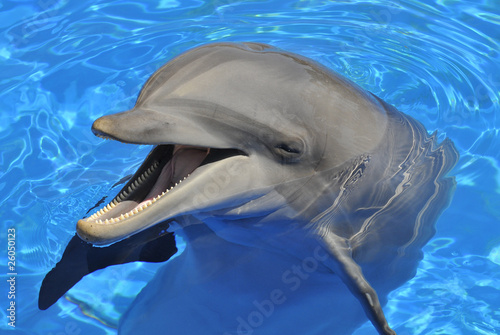 Portrait d un grand dauphin la bouche ouverte