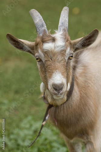 Portrait of a goat.