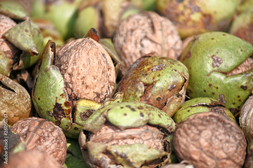 Selective focus on fresh walnuts - Walnut macro shoot