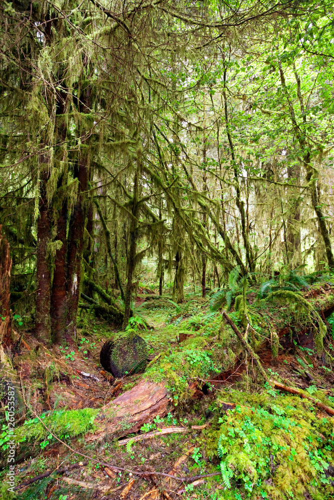 Obraz premium Forest