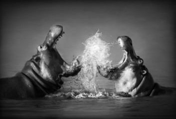 Aluminium schilderij Zwart wit Hippo's fighting  © JohanSwanepoel