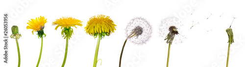 dandelions from the begining to senility