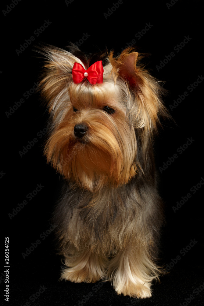 Yorkshire Terrier isolated on black Yorkshire Terrier isolated on black