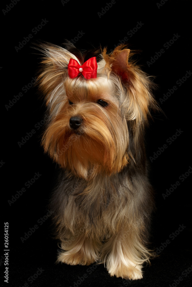 Yorkshire Terrier isolated on black