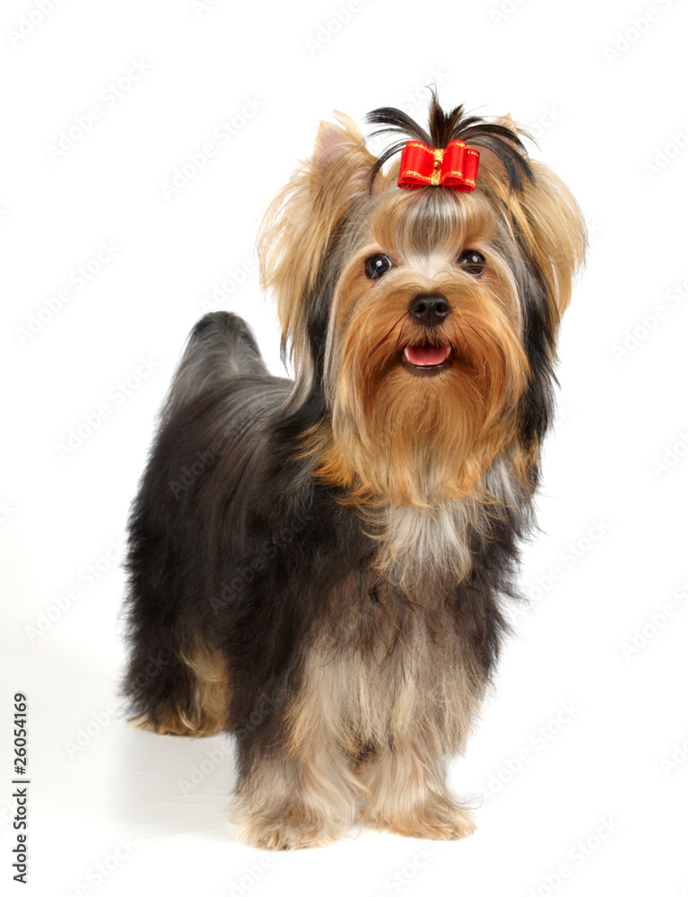 Puppy of the Yorkshire Terrier isolated on white Puppy of the Yorkshire Terrier isolated on white