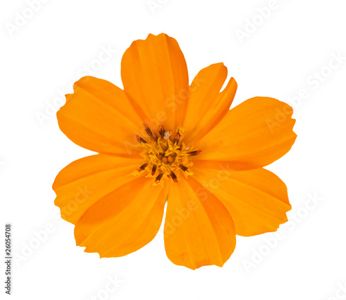 bright orange isolated flower