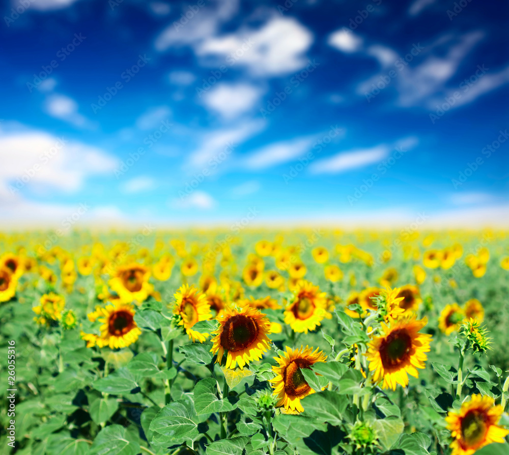 Fototapeta premium Sunflowers