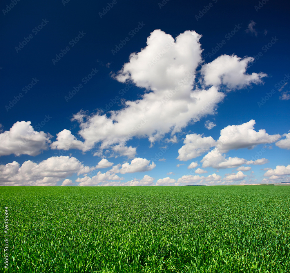 Obraz premium Meadow