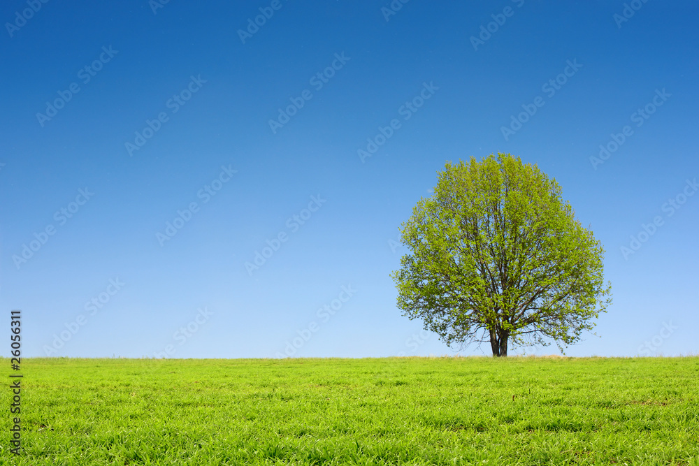 Obraz premium Tree